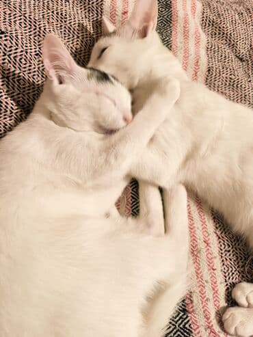 qısatüklü ingilis pişiyi: Türk anqora, Dişi, Yaxşı əllərə, Ünvandan götürmə — 9