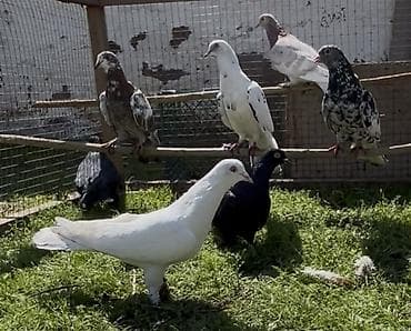 goyercin parkta tapilib sahibi axdarilir: Göyerçinler satılır — 1