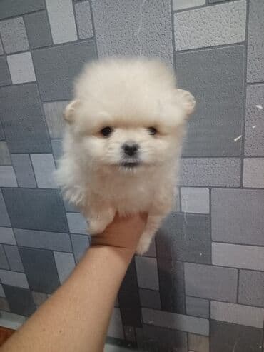 balaca tuklu itler: Şpitz — 4