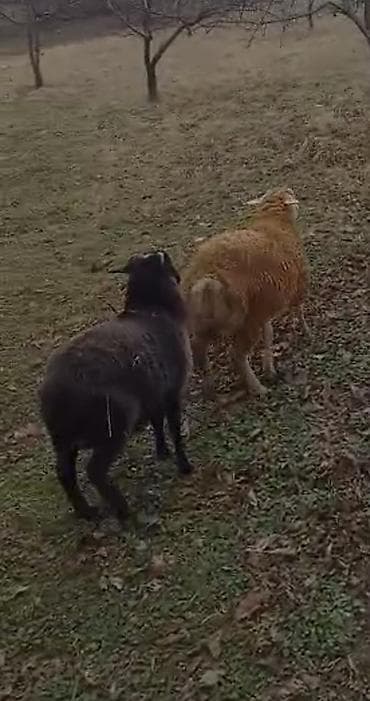 kreditle qoyun: Qoyunlar 2side quzudu 2side erkek hem saxlamağa hemde kesmek üçün — 1