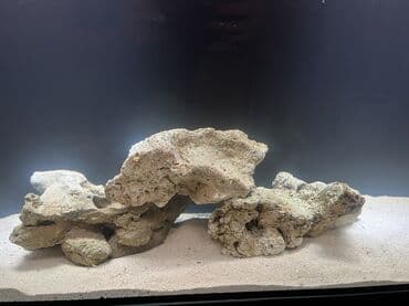 baliq tutmaq üçün yemler: Okean dashlari satilir trafeus saxliyanlar ucun okean akvariumu ucun — 4