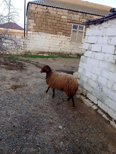 sotland pisiyi satilir: Erkək, Qala, il: 1, Damazlıq — 8