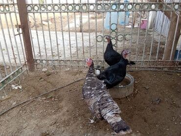 Hind quşları – qara və boz rəngli - Şəkillərdə görünən sağlam hind — 9