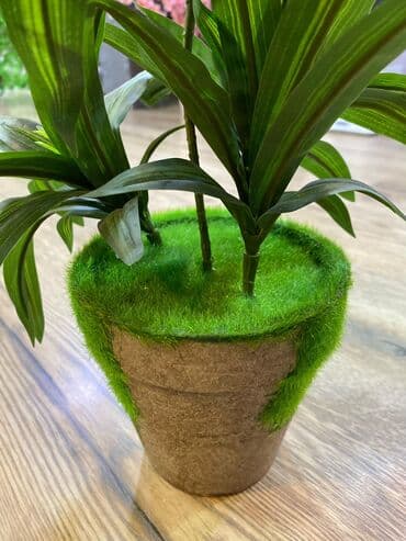 bitki toxumlari: Depodan bir basa satis 70azn baslayan dekarativ suni agaclar topdan — 14