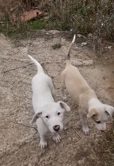 itlərin qiyməti: 2 ay, Erkek, Pulsuz çatdırılma — 15
