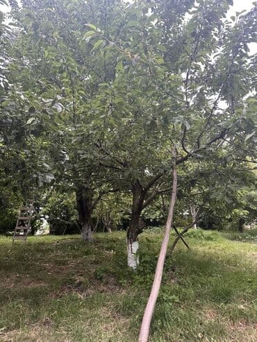 ismayıllı kirayə evlər: Для сельского хозяйства, Купчая — 7