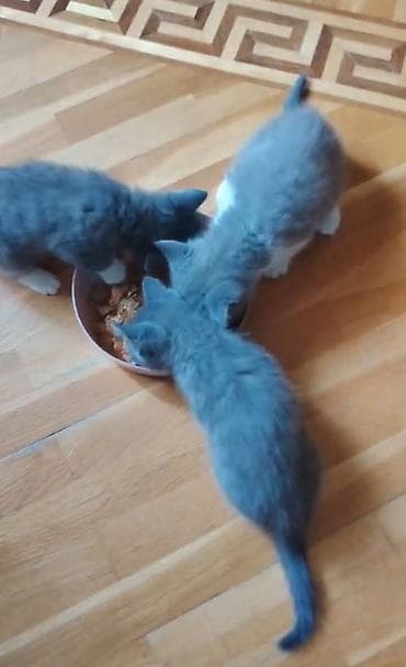 pişik erkek: Britan, Erkək, Dişi — 8