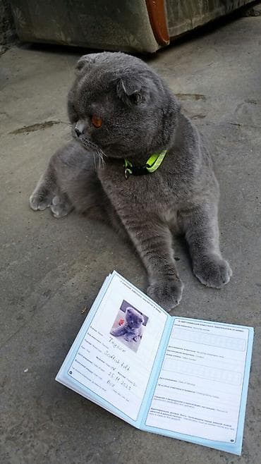 sibir pişiyi: Şotland yastı qulaq, Erkək, Yaxşı əllərə — 2