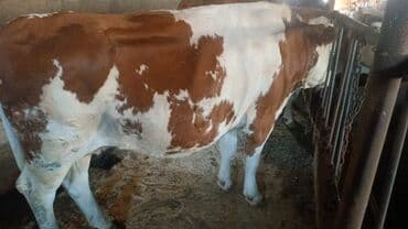 smental inekler: Самка, Simental, лет: 6, 650 кг, Для молока, Самовывоз — 2