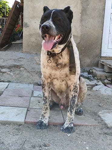 Alabay, 1 il, Erkek, Peyvəndli