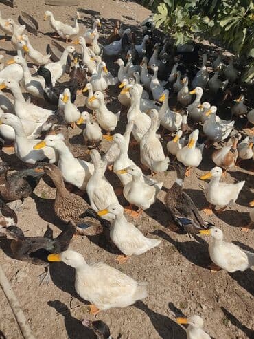 etibarli əllərə verilir: Ferma şəraitində böyüdülmüş sağlam ev ördəkləri. Bu ördəklər həm ət — 3