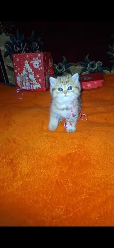 parafin dermani: Şotland, Erkək, Dişi, Ünvandan götürmə — 6