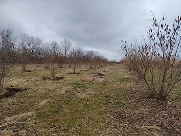 turkanda bag evi: Kənd təsərrüfatı — 8