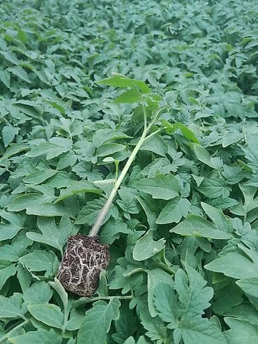 monstera bitkisi: “Rijk Zwaan” şirkətinin məhsuludur. Açıq struktura sahib — 2