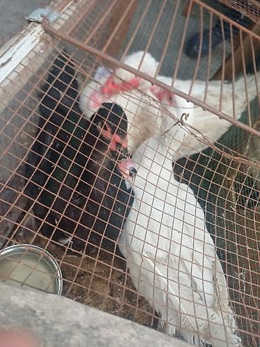 Pişiklər: Məhsul: Muskoviy ördəkləri (indoutka)salam bele yerli lal ordek var — 3