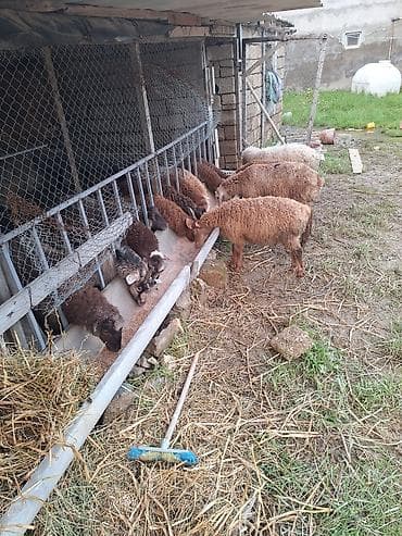 dovşan yemi: Qoyun-quzu sürüsü satılır - Fotoşəkillərdə görünən qarışıq rəngli — 2