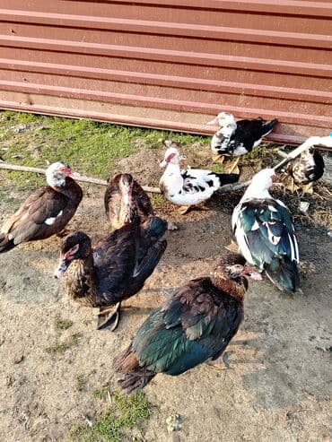 ordək adları: Salam. Elanı sona qədər oxuyun. 8 ədəd lal ördək satılır. Bir erkək — 7