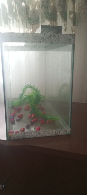 akvaryum baliqlar: Dördbucaq akvarium, 13 l, Ünvandan götürmə — 2