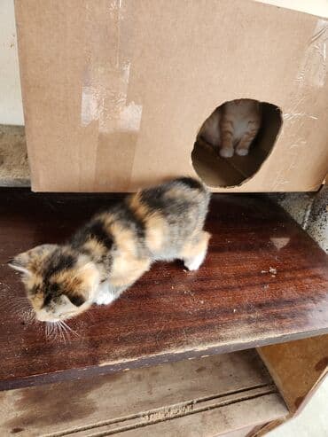 сколько стоит котёнок: Самка — 2