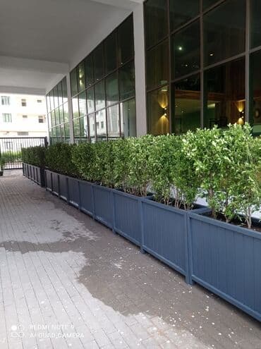 Dibçək güldanlar. Dipçəklər bir başa sexdən.Sex qiymətinə. ♦️Endrim