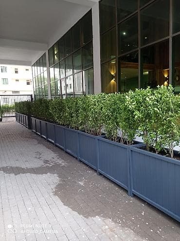 dibçek gulleri: Dibçək güldanlar. Dipçəklər bir başa sexdən.Sex qiymətinə. ♦️Endrim — 1