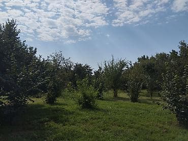 kiray: Kənd təsərrüfatı, Kommunal xətlər qoşulmayıb — 6