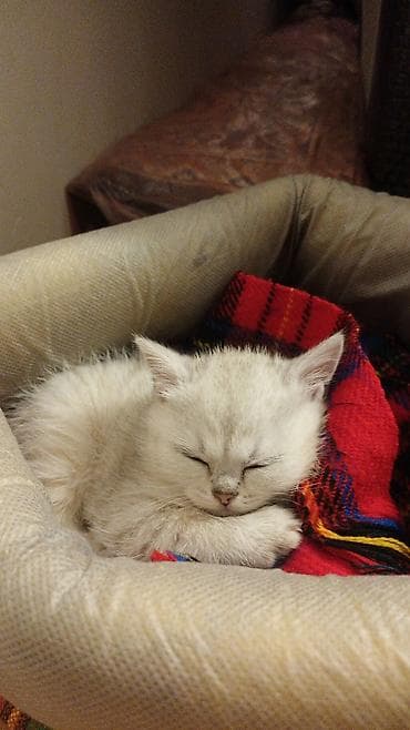 Şotland, Dişi, Yaxşı əllərə