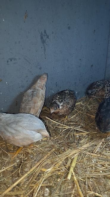 Cin bildircin mayali yumurtalari.rahatliqla inkubatorda cixilar ve — 9