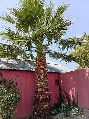 evkalipt agaci satilir: Bağınız üçün gözəl palma ağacı. Bu, istənilən məkana tropik bir — 2
