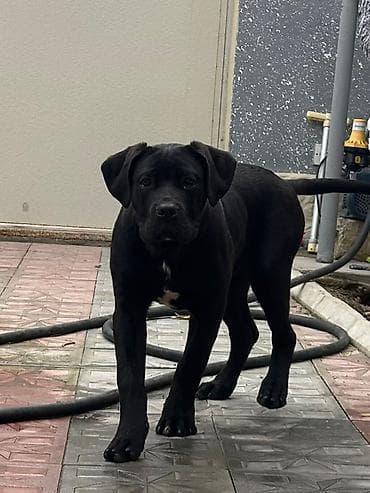 2 Ədəd Erkək və Dişi. Cane Corso Təmiz Qan – həm həyət, həm də ailə