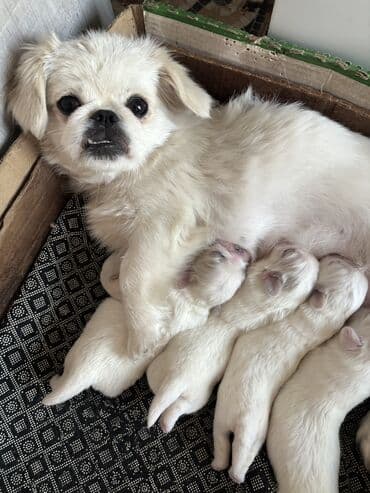 мейн кун купить в баку: Pekines, Ünvandan götürmə — 9