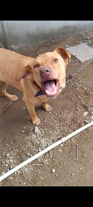 golden retriever satilir: Retriever, 10 ay, Erkek, Peyvəndli, Ünvandan götürmə — 9