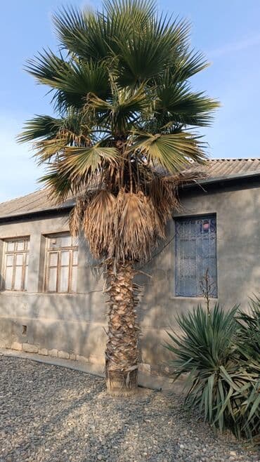 sultan daragi gülü: Palma wasinqton 20 ədəd — 2