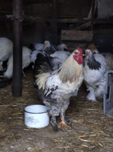 karella quslari: Toyuq, Brama, Damazlıq, Ödənişli çatdırılma — 4