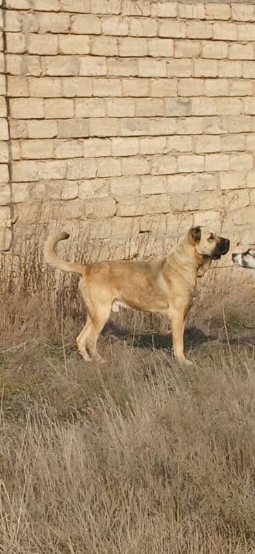 it zəncir: Kanqal, 3 il, Erkek, Peyvəndli, Ödənişli çatdırılma — 2