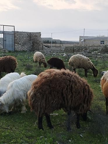 qoyunlar satilir: Məhsul: Qoç satılır qumral Qala qoçu qəşəng çəkisi var Təsvir: - — 3