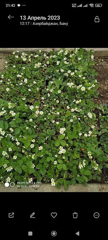 ciyelek agaci: Çiyəlek stilleri(san andreas) - Növ: bağ çiyələyi (Fragaria × — 3