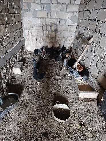 Xırda heyvandarlıq üçün qarışıq cins ev toyuqları - Şəkillərdə