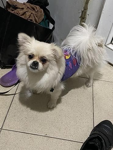 qoyun sekli: Şpitz, 9 ay, Dişi, Peyvəndli, Pulsuz çatdırılma, Ödənişli çatdırılma — 1