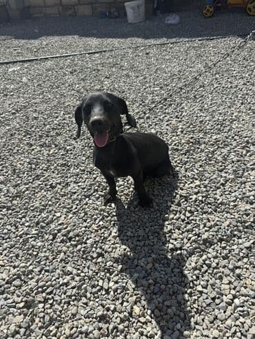 ingilis setter it cinsinin digər adı: Erkek — 1