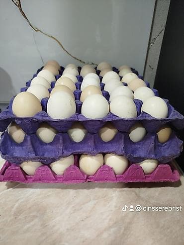 Serebrist toyuq mayalı yumurtlari var ünvan Bakı Xəzər TV tərefde