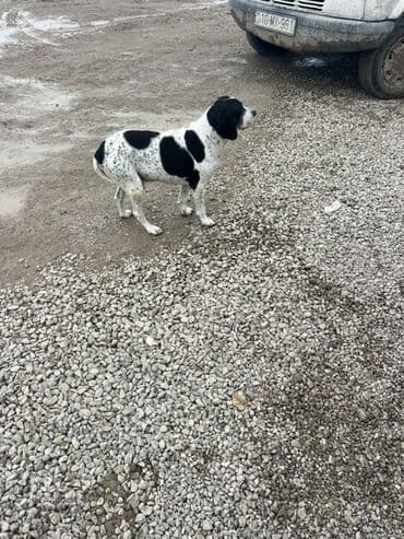 джек рассел терьер цена в баку: С прививками — 1