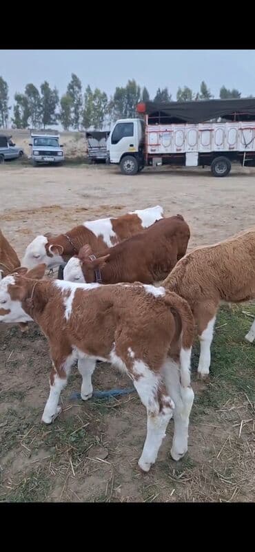 ala inek: Məhsul: Simmental tipli buzovlar Təsvir: - Şəkillərdə ağ-qəhvəyi — 6