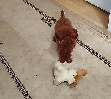 pitbul balaları: Toy Pudel Erkəkdir Temiz cinsdir qarışığ deyil Öz itimizin balasıdır — 1