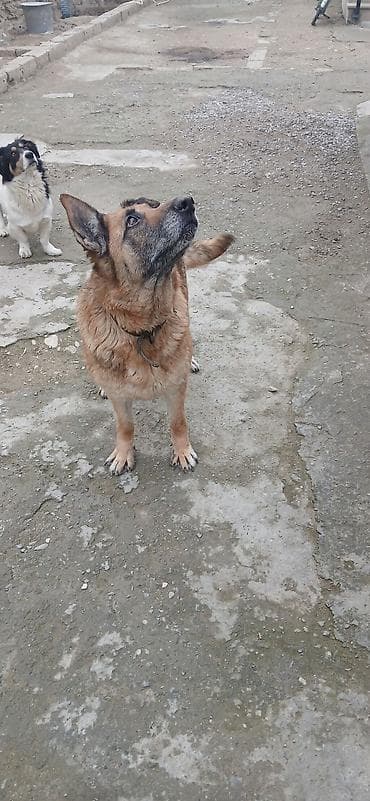 kreditle heyvan satisi: Alman çoban iti — 4