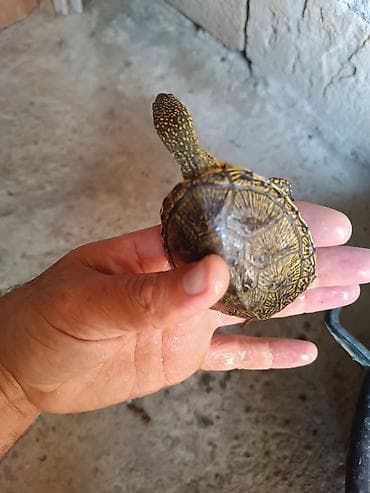 Növ: Kiçik ölçülü su/qurbağa gölməçə tısbağaları Xüsusiyyətlər: - — 3