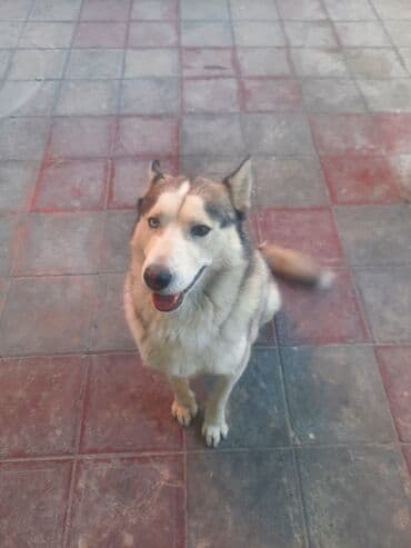 cütləş: Xaski, 6 il, Cütləşmə üçün — 6