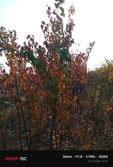 Məhsul: Meyvə ağacı tingləri (fidanlar) Təsvir: - Açıq sahədə