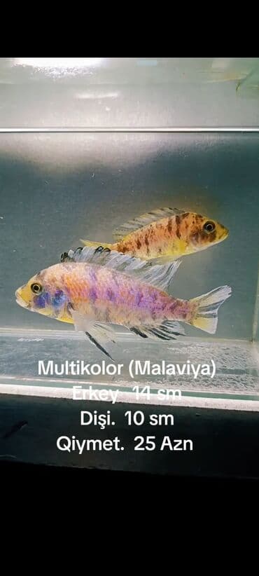 baliqlarin qiymeti: Multikolor (Malaviya). Erkey. 14. sm. Dişi. 10 sm. Qiymet. 25 — 3