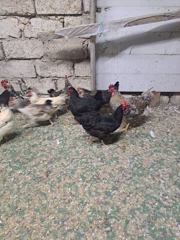 hazır yuva: Toyuq, Damazlıq — 19